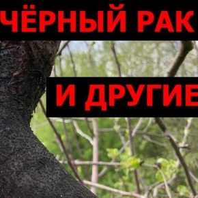 [Будни обрезчика] Болезни коры плодовых: симптомы, лечение, профилактика
